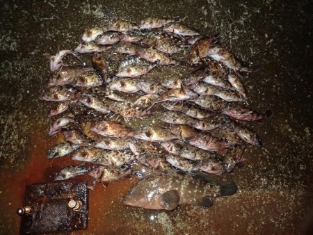 ライトワインドで爆釣の夜♪